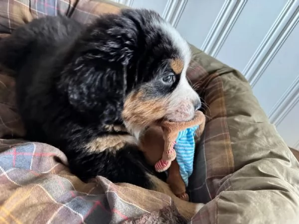 Meravigliosi cuccioli di Bovaro del Bernese | Foto 1