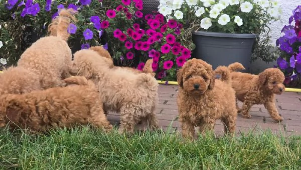Cuccioli di Barboncino Toy di Razza Pura - Mogano Scuro - con pedigree - pronti per l'adozione | Foto 1