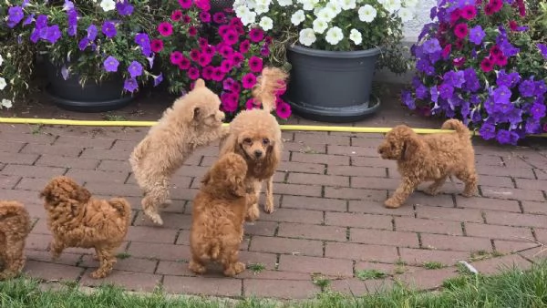 Cuccioli di Barboncino Toy di Razza Pura - Mogano Scuro - con pedigree - pronti per l'adozione | Foto 0