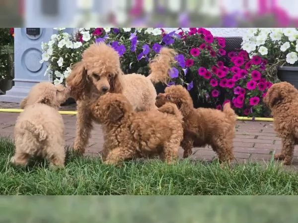 Cuccioli di Barboncino Toy di Razza Pura - Mogano Scuro - con pedigree - pronti per l'adozione