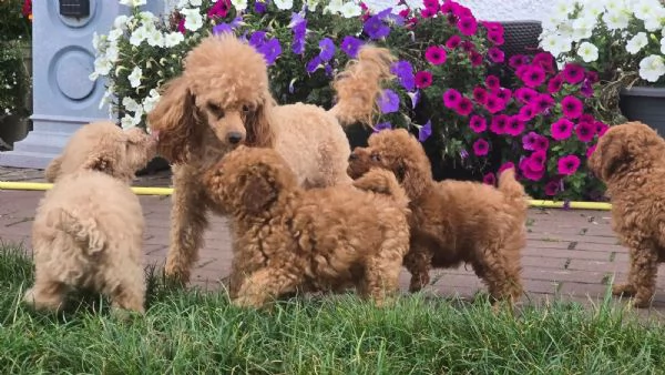 Toypudel Welpen / Zwergpudel / Pudel Welpen Wunderschöne Toy Pudel Welpen suchen eine liebevolle und | Foto 3