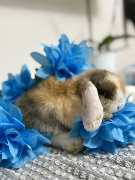 Coniglio ariete nano  | Foto 6