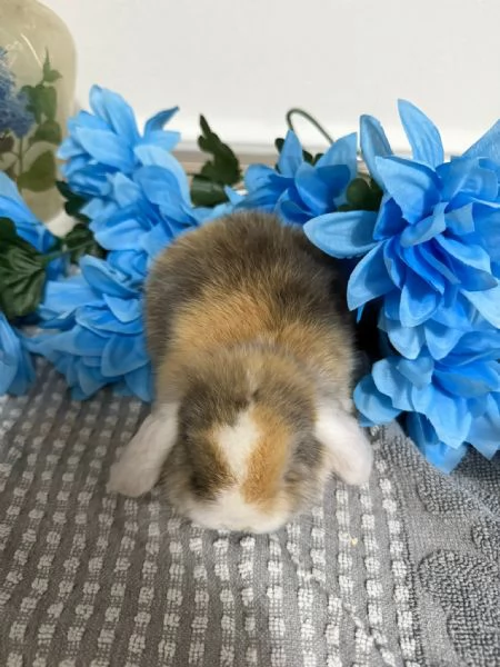 Coniglio ariete nano  | Foto 5