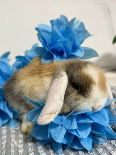 Coniglio ariete nano  | Foto 3