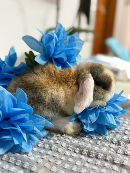 Coniglio ariete nano 