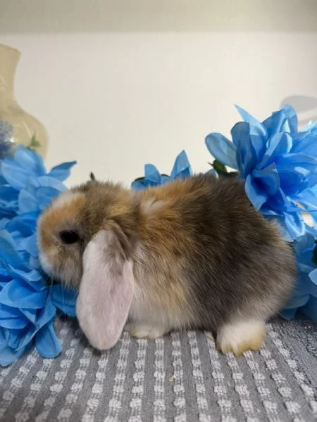 Coniglio ariete nano  | Foto 2