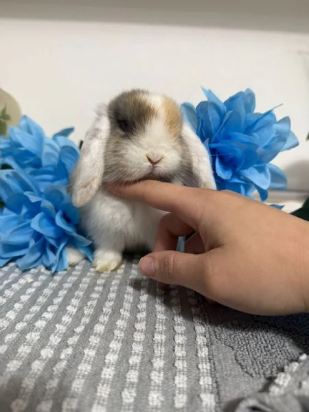 Coniglio ariete nano  | Foto 1