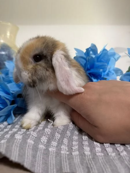 Coniglio ariete nano  | Foto 0