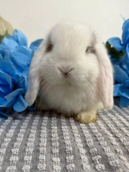 Coniglio ariete nano  | Foto 3