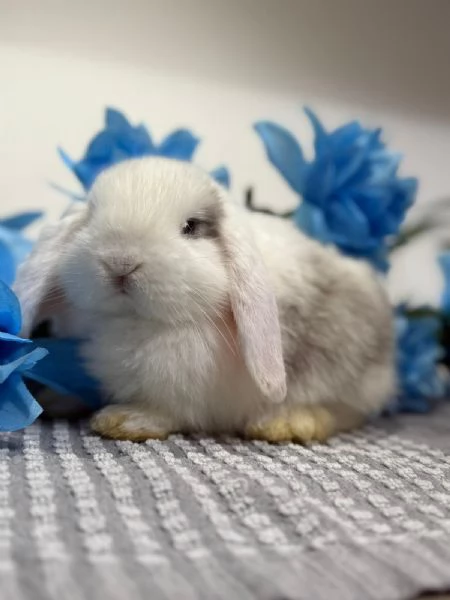 Coniglio ariete nano  | Foto 2