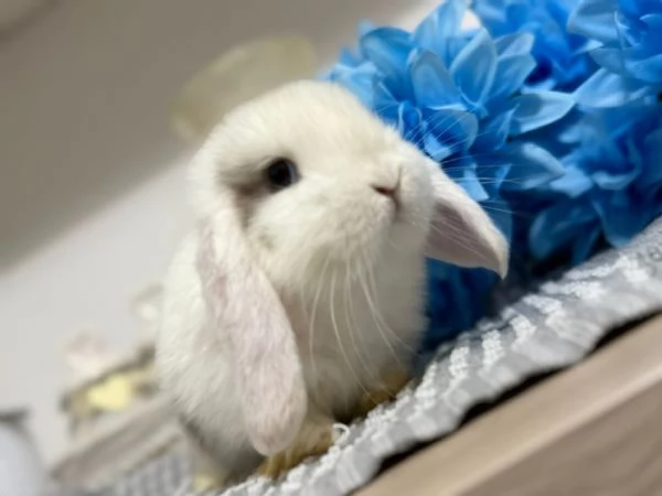 Coniglio ariete nano  | Foto 1