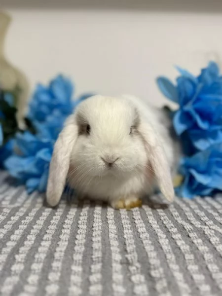 Coniglio ariete nano  | Foto 0