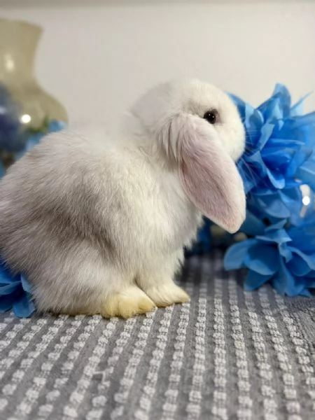 Coniglio ariete nano 