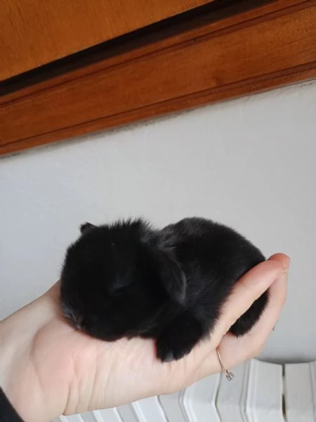 Coniglio minilop selezionato | Foto 3