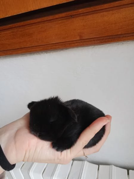 Coniglio minilop selezionato | Foto 0