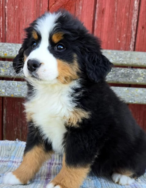 Cuccioli Bovaro del Bernese con Pedigree | Foto 0