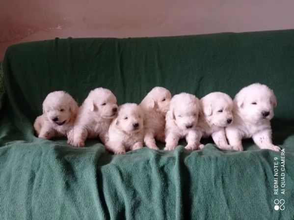 Cuccioli Pastore Maremmano