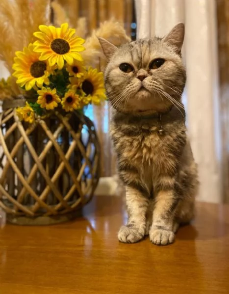 Micetta scottish 4 anni