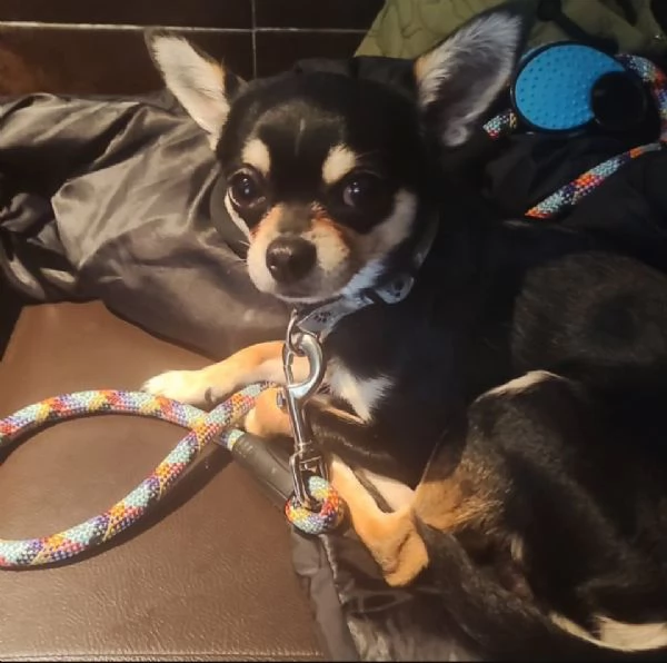 Chihuaha 1 anno e mezzo