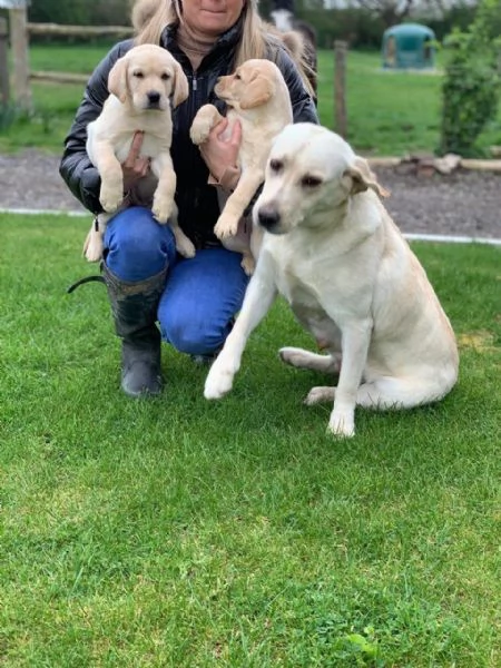 Cuccioli di Golden Retriver