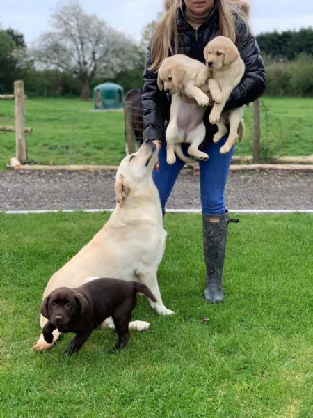 Cuccioli di Golden Retriver | Foto 0