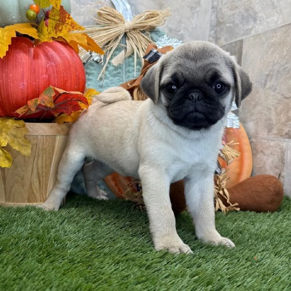 Carlino (Pug) (cuccioli maschio e femmina) | Foto 0