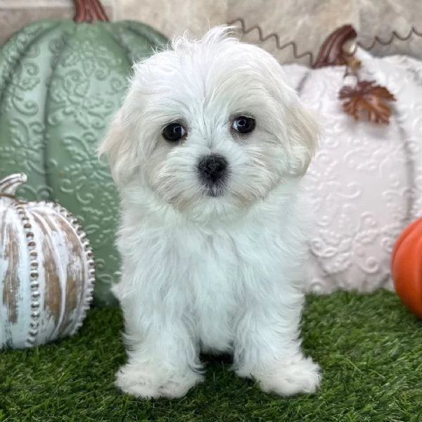 Maltese Toy (cuccioli maschio e femmina)