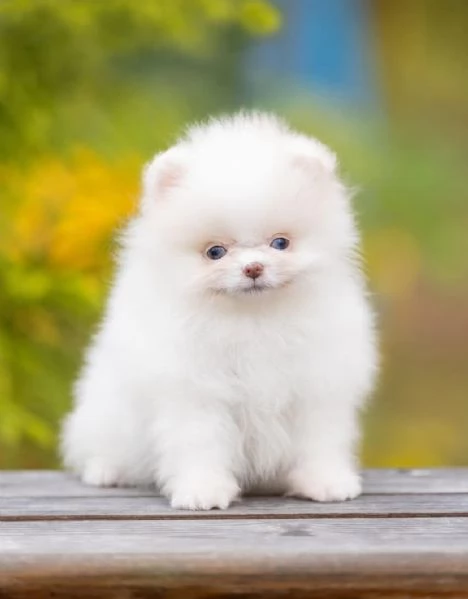 Pomeranian toy (cuccioli maschio e femmina)