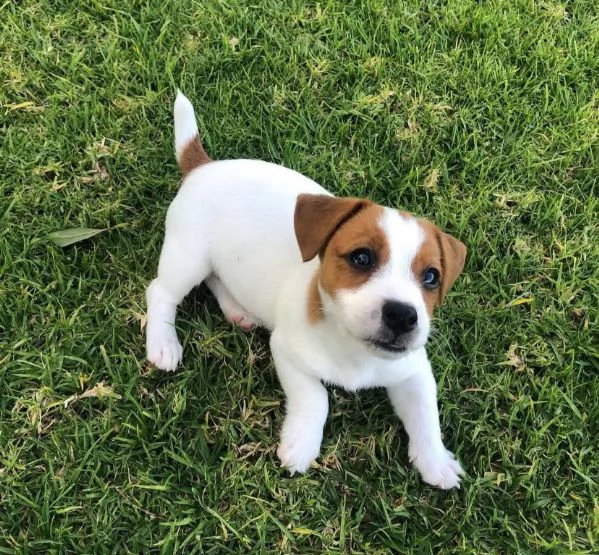 Jack Russell (cuccioli maschio e femmina)
