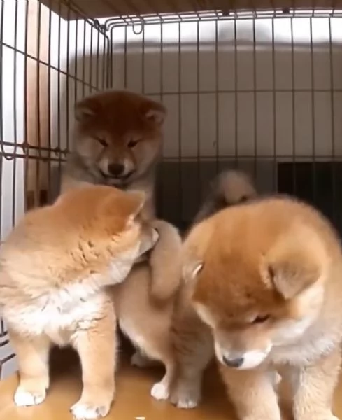 Shiba Inu  (cuccioli maschio e femmina)