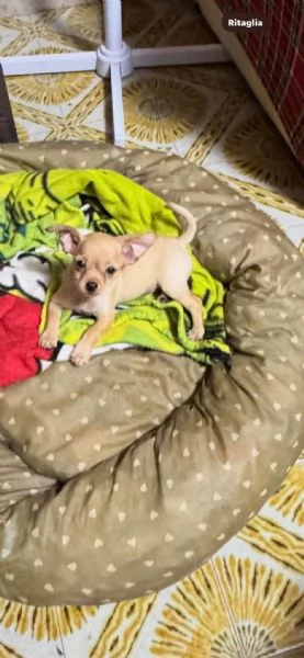 Disponibili chiuauau 