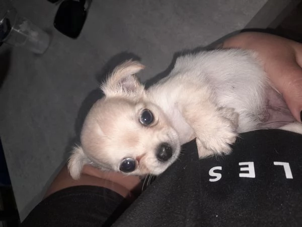 Disponibili chiuauau  | Foto 0