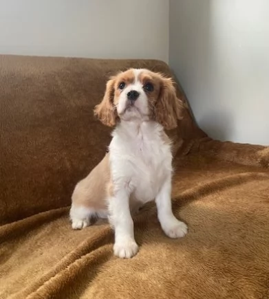 Bellissimi cuccioli di Cavalier King