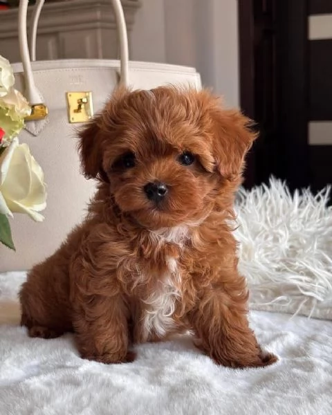 Barboncino Toy (cuccioli maschio e femmina)