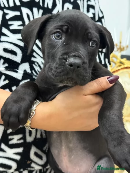 Cane Corso (cuccioli maschio e femmina)