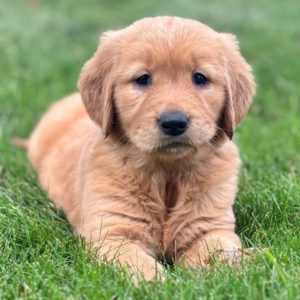 Golden Retriever (cuccioli maschio e femmina)