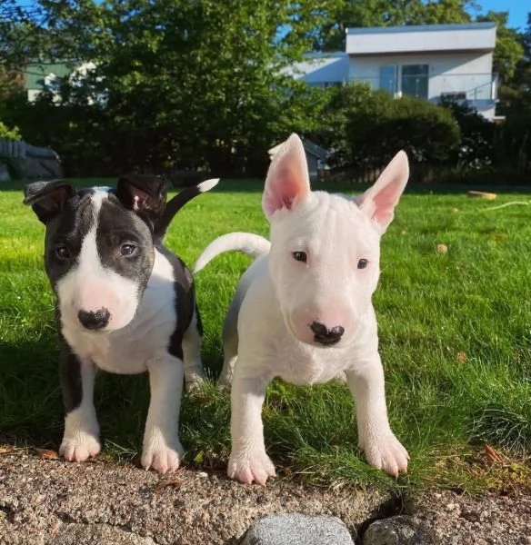 Bull terrier (cuccioli maschio e femmina) | Foto 0