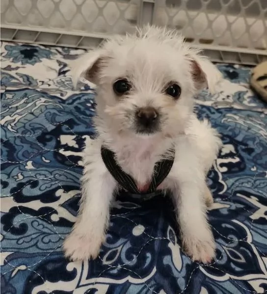 West highlander (cuccioli maschio e femmina)