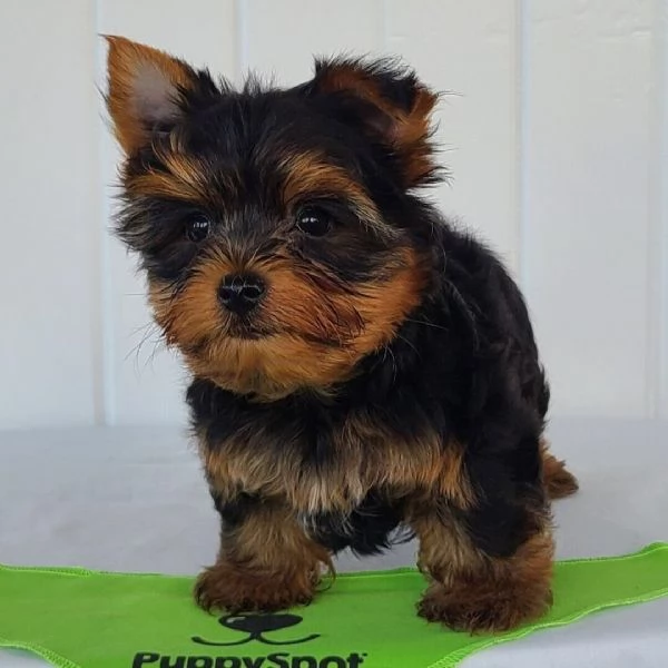 Yorkie toy (cuccioli maschio e femmina) | Foto 0