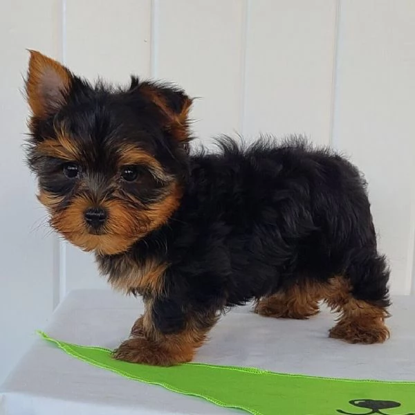Yorkie toy (cuccioli maschio e femmina)