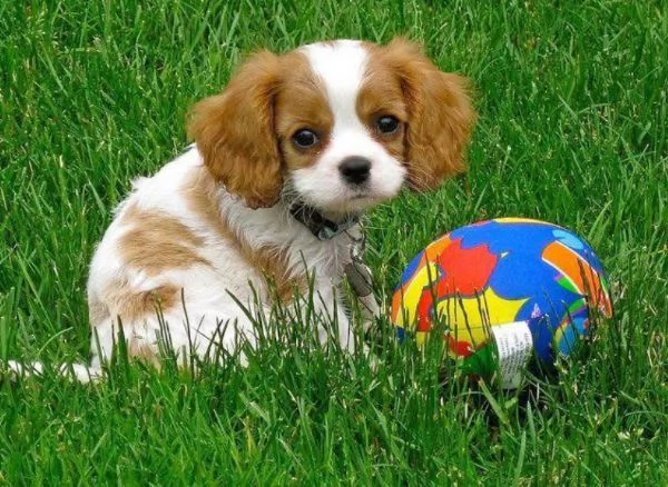 Cavalier King Charles (cuccioli maschio e femmina)