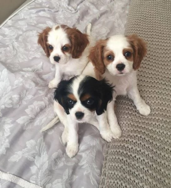 Cavalier King Charles (cuccioli maschio e femmina) | Foto 1
