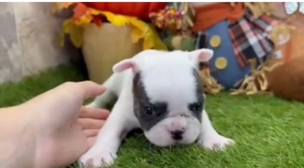 Barboncino toy (cuccioli maschio e femmina)