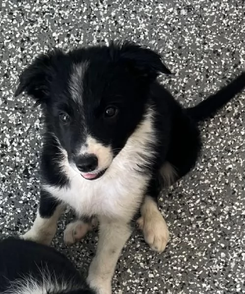 Border Collie (cuccioli maschio e femmina)