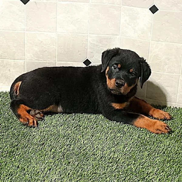 Rottweiler (cuccioli maschio e femmina) | Foto 0