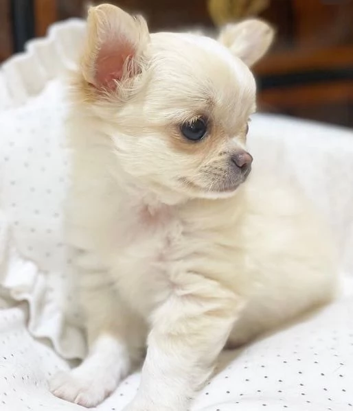 Chihuahua Toy (cuccioli maschio e femmina) | Foto 1
