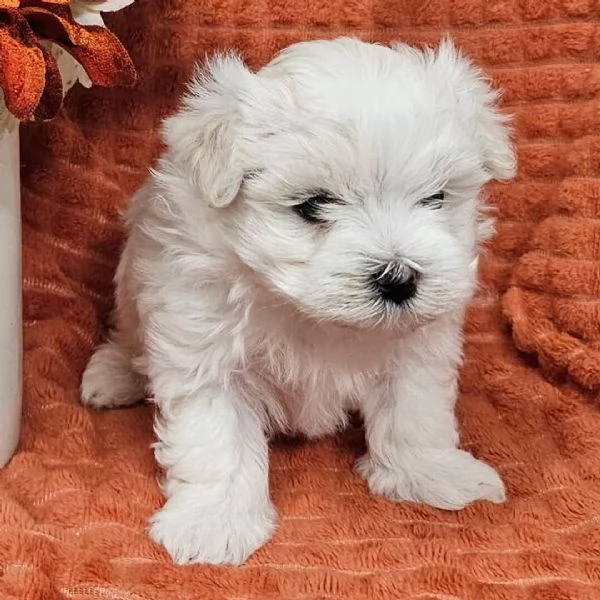 Maltese Toy (cuccioli maschio e femmina)