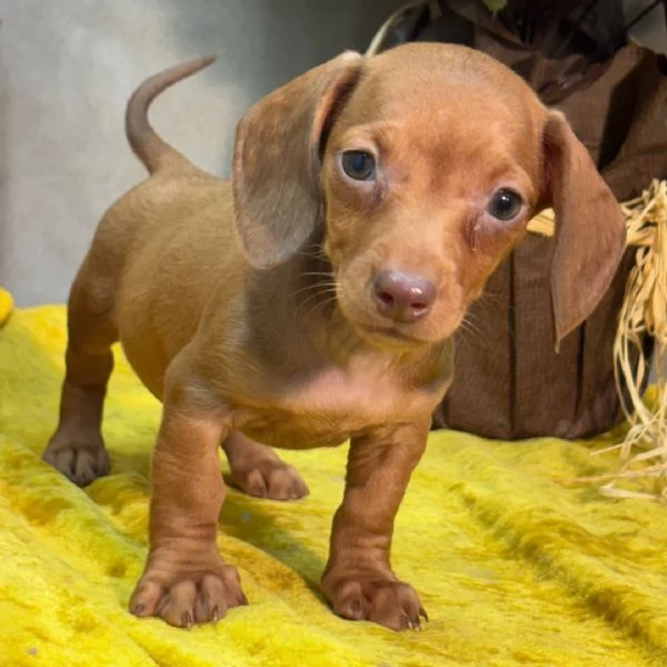 Bassotto (cuccioli maschio e femmina)