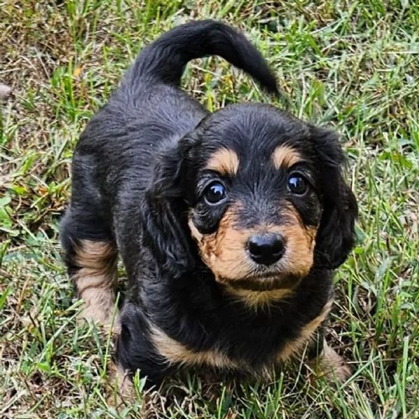 Bassotto (cuccioli maschio e femmina) | Foto 1