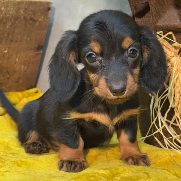 Bassotto (cuccioli maschio e femmina) | Foto 0
